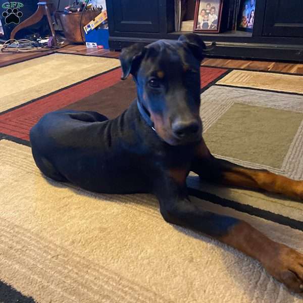 Harley, Doberman Pinscher Puppy